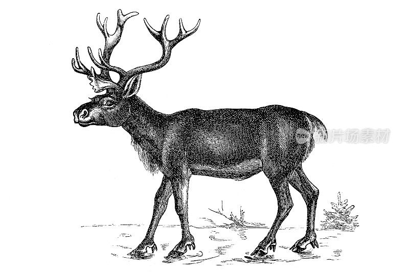 驯鹿(Rangifer Tarandus)